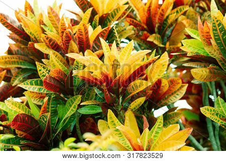 Codiaeum Variegatum, Orange Jasmine. Outstanding Colorful, Multicolor And Leaf-shaped Texture. Ornam