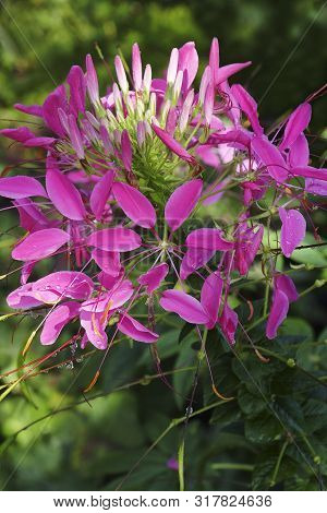Spider Flower