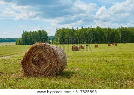 Rolled Haystacks In The Field Of Agriculture. Landscape Usual For Russia.