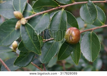 Lu Shan Snow Tea Oil Camellia (camellia Oleifera Lu Shan Snow)
