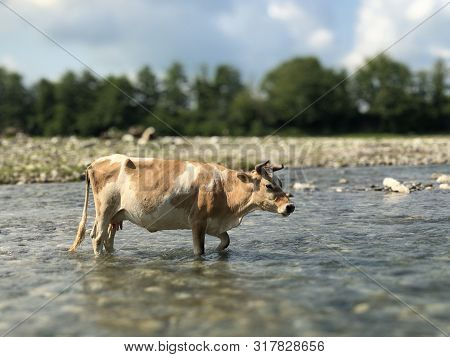 Cow In The River Against The Background Of Nature. Cows Walk On The Water In A Mountain River. Anima