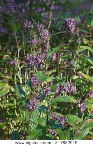 Multiple Taiwanese Toad Lily Flowers (tricyrtis Formosana).