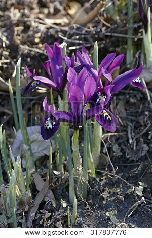 George Mini Iris Flower (iris Histrioides George).
