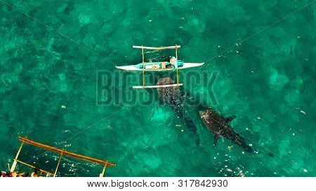 Tourists Are Watching Whale Sharks In The Town Of Oslob, Philippines, Aerial View. Summer And Travel
