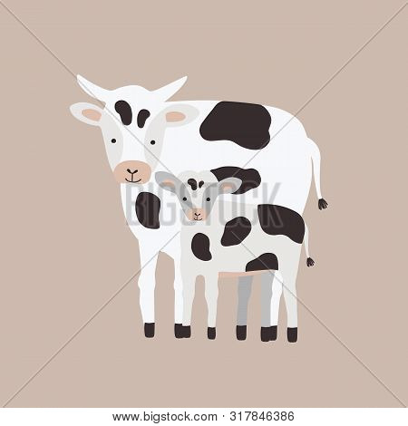 Cow With Calf Isolated On White Background. Family Of Funny Domestic Herbivorous Animals, Cattle Or 