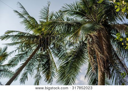 Vintage Toned Different Palm Trees, Vacation Concept. Palm Grove On The Island. Coastal Lawn Under A