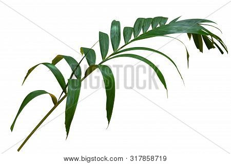 The Coconut Palm Leaves Isolated On White Background. Spring Or Summer Plant Lawn. Clipping Path. Su