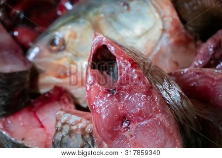 Hilsa Fish Being Cut For Cooking