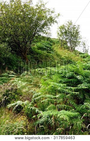 Big Dog Forest Walk,  Fermanagh Best Upland Landscapes