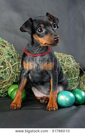 Lille Pinscher hvalp