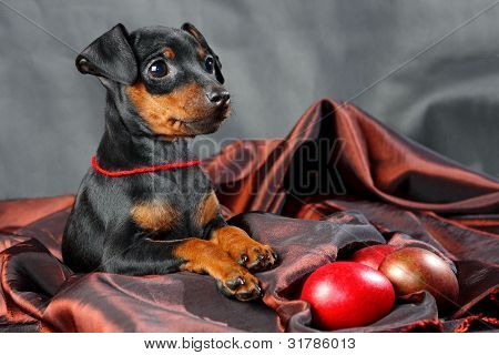 Lille Pinscher hvalp