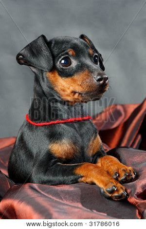 Lille Pinscher hvalp