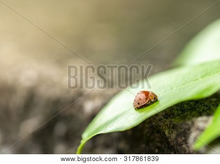Calm Scene, A Beetle Or Mexican Bean Beetle On Leaf With Blurred Background.