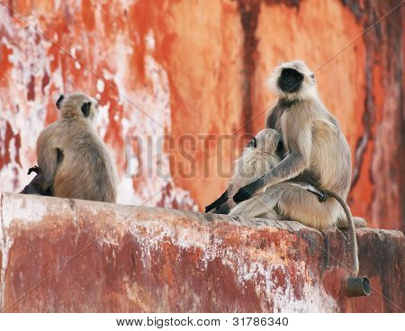 Aber på Jaigarh Fort, Rajasthan, Indien
