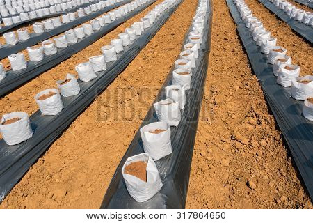 Row Fo Coconut Coir In Nursery White Bag For Farm With Fertigation , Irrigation System To Be Used Fo