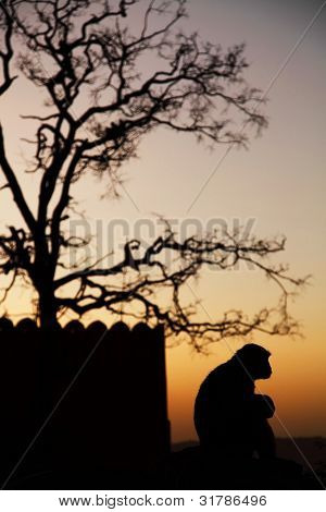 Monkey temple Galwar Bagh i Jaipur, Indien