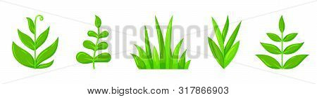 Plant Icons Set. Organic Sign. Spring Card Design. Seedling Kit. Sapling Simple Pictogram. Green Gra