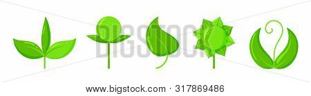 Plant Icons Set. Organic Sign. Spring Card Design. Seedling Kit. Sapling Simple Pictogram. Green Gra