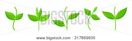 Plant Icons Set. Organic Sign. Spring Card Design. Seedling Kit. Sapling Simple Pictogram. Green Gra