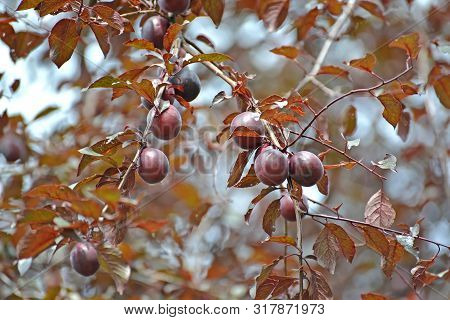 Plum It Is Red-leaved, Pissardi's Grade (prunus Cerasifera Var. Pissardii). Fruits On A Branch