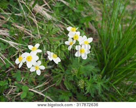 Macro Photography Nature White Spring Flowers. White Beautiful Flowers With Loose Petals And Buds. S