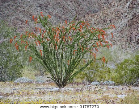 Blomstrende Ocotillo (Fouquieria splendens) i Cottonwood bjerge