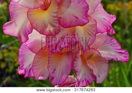 Glorious Pink And Yellow Flower Of Gladiolus With Blurred Background Blooming In The Garden