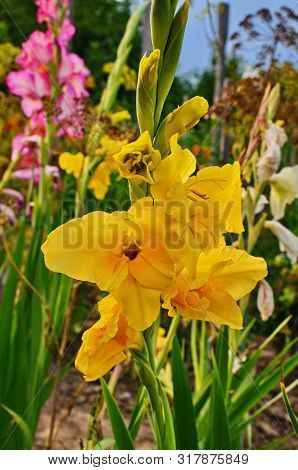 Glorious Pink And Yellow Flower Of Gladiolus With Blurred Background Blooming In The Garden