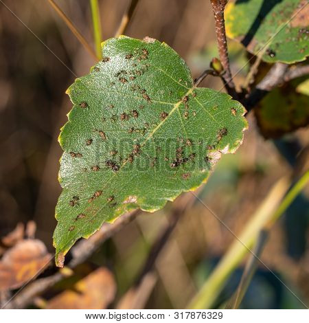 Insect Pests, Aphid. Ants Milking Aphids On Green Leaf Birch In The Season Garden
