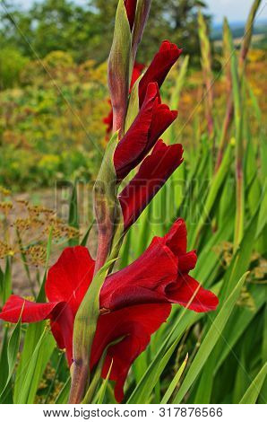 Glorious Pink And Yellow Flower Of Gladiolus With Blurred Background Blooming In The Garden