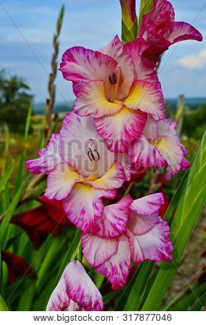Glorious Pink And Yellow Flower Of Gladiolus With Blurred Background Blooming In The Garden