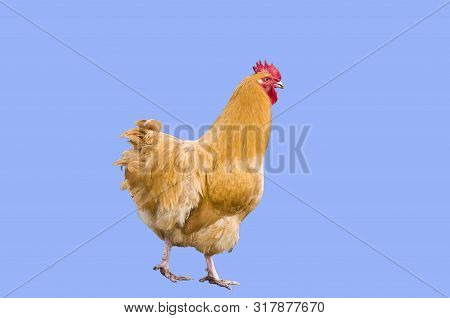 Photo Of A Fiery Red Rooster Breed Orpington Fawn Walking In Yard Bird.isolatr