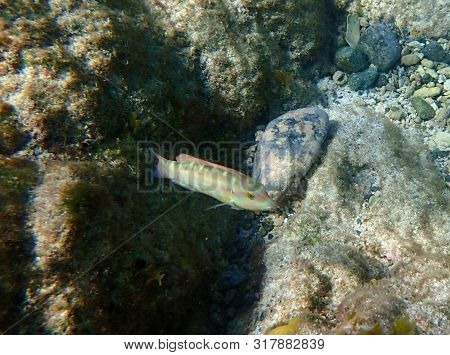 The Slippery Dick (halichoeres Bivittatus) Is A Species Of Wrasse Native To Shallow, Tropical Waters