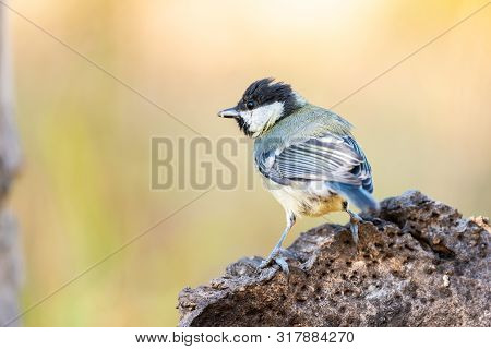 Parus Major Or Carbonero Comun Perching On Trunck