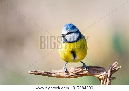 Cyanistes Caeruleus Or  Herrerillo Comun On A Branch