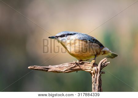Sitta Europaea Or Trepador Azul On A Trunk
