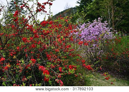 Myohyangsan Mountain Landscape. Chaenomeles Lagenaria Loisel. Flowering Quince, Chinese Quince Or Ja
