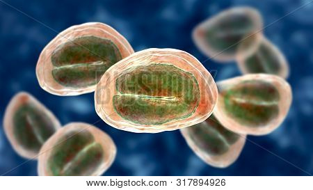 Eggs Of Helminths Enterobius Vermicularis Containing Worm Larva. Threadworm Which Cause Enterobiasis