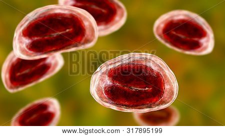 Eggs Of Helminths Enterobius Vermicularis Containing Worm Larva. Threadworm Which Cause Enterobiasis