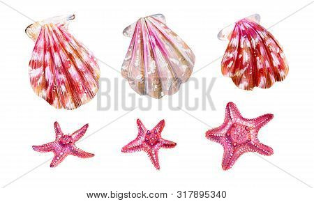 Set Of Sea Shells Of Scallops And Sea Stars. Pink And Mother Of Pearl Clam Pectinidae. Nature Of The