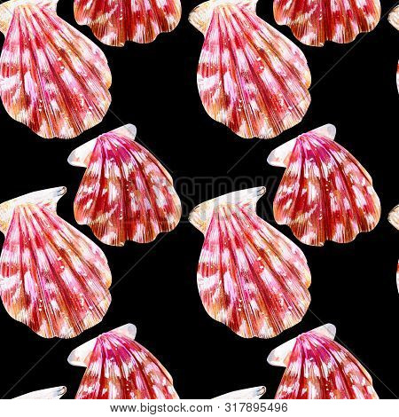 Seamless Pattern Of Isolated Sea Shells Scallops. Mother Of Pearl With Pink Clam Pectinidae On A Bla