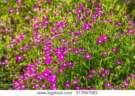 Group Of Red And White Lobelia Erinus Or Edging Lobelia Or Garden Lobelia Or Trailing Lobelia Flower