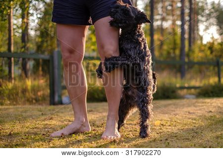 Dog Humping Or Mounting On Owner Leg.