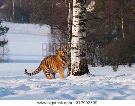 Siberian Tiger Near Birch Tree In Winter - Panthera Tigris Altaica