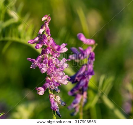 Close Up Of Pink Purple Hedysarum In Sunlight. Hedysarum Coronarium, Sulla Coronaria,hedysarum Arcti