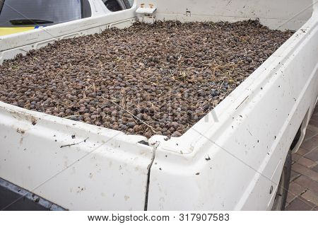 Pick-up Vehicle Plenty Of Seized Olives Fruits. Olive Thieves In Southern Spain Are Frequent During 