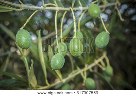Green Unripe Olives Fruits On Tree Branch, Badajoz, Spain. Half Maduration Stage