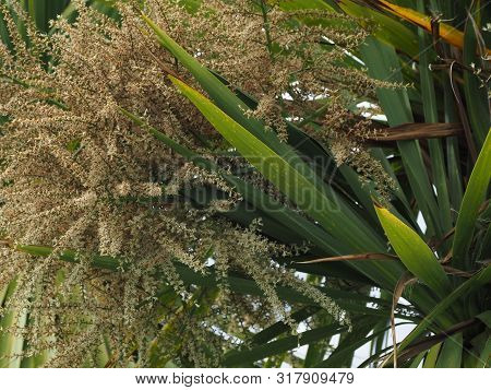 Cabbage Palm Tree (sabal Palm)