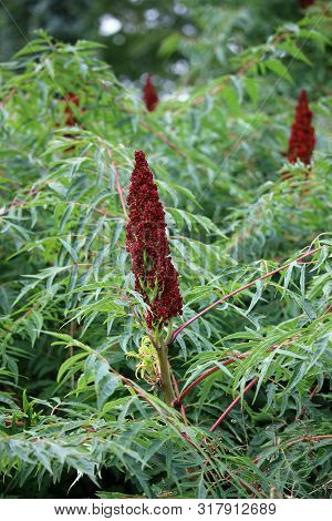 Stags Horn Sumac, Rhus Typhina, Red Flower Surrounded By Leaves And Flowers Of The Same Plant In The