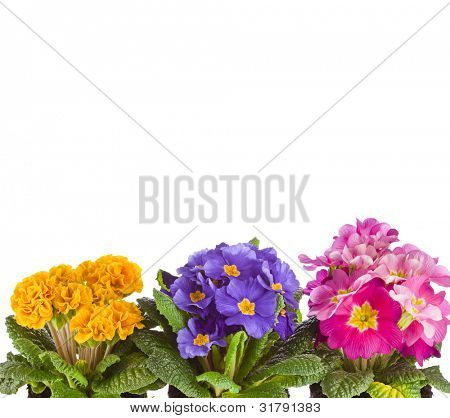 grænsen af blomstrende Primula primula polyanthus isoleret på hvid